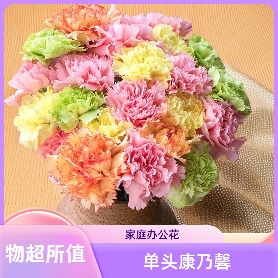 【斗南花事】--单头康乃馨家庭办公室鲜花花卉水养鲜花云南发货