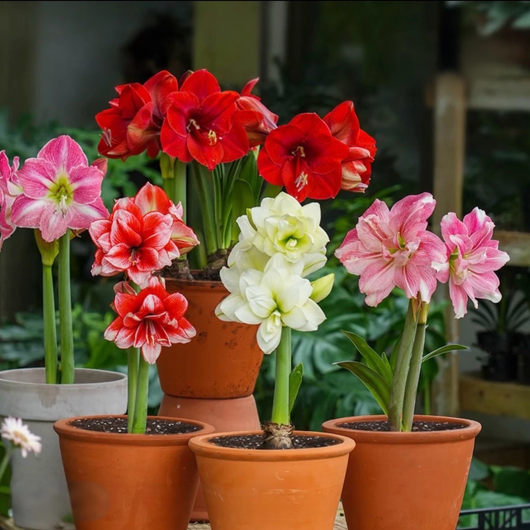 （买两颗送一颗）6公分大球当年开花重瓣大花朱顶红种球耐寒花卉