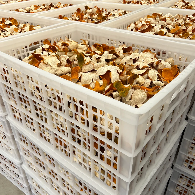 2025年 茶坑五号果围 十八年老树 圈枝 冬后皮 新会柑皮