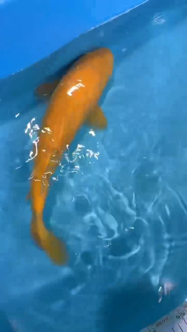 锦鲤太饱锦鲤36cm-45cm不包邮到付