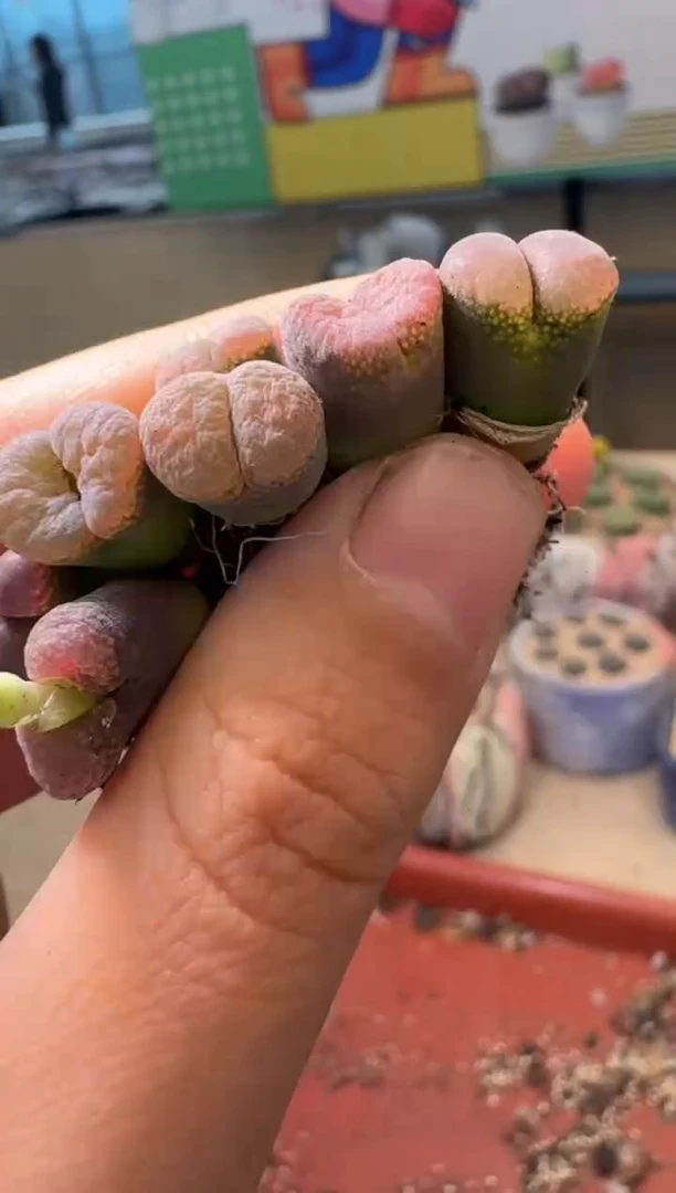 肉锥生石花11-105