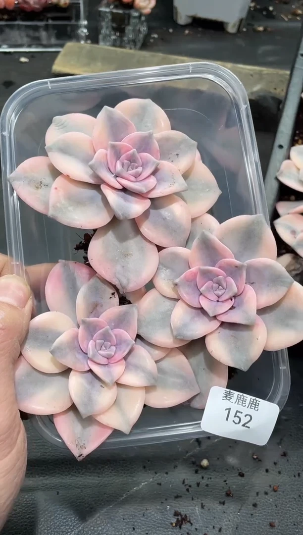 152紫乐锦    3颗   量拍