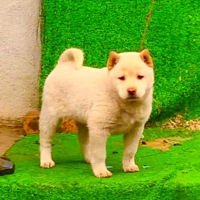 广西田园犬活体链接