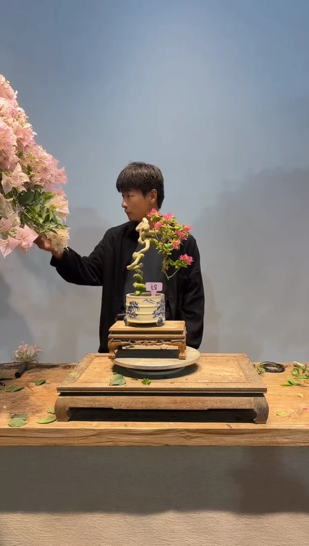 全部花朵谢****店三角梅58