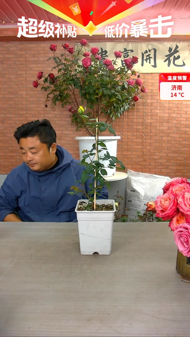 当前无花朵，栽培后可花朵浮光