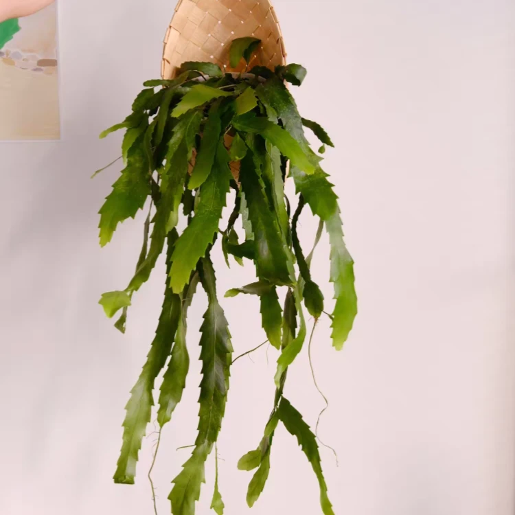 孔雀翎丝苇稀有品种绿植花卉好养耐热耐干旱美观趣味植物室内阳台