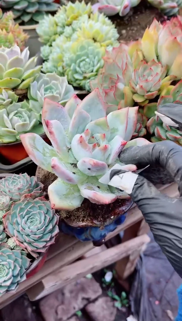 一**求17059多肉植物一物一拍