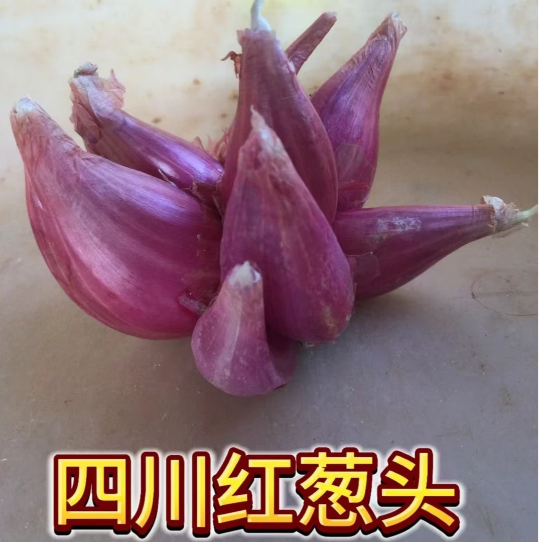 红葱头种四季葱头干新鲜葱头花盆栽红葱头种四季香葱火葱种子葱头