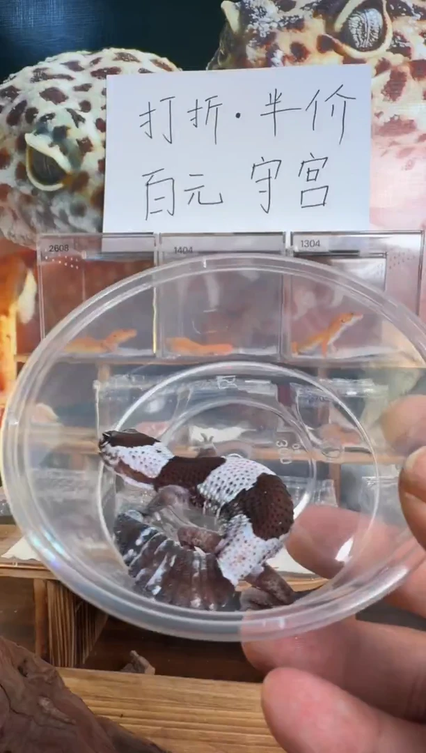 豹纹守宫肥尾守宫