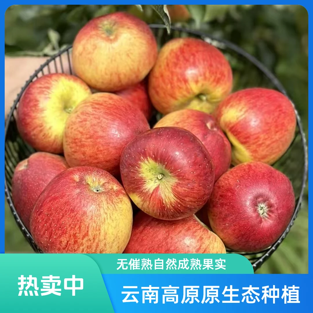 农户自种云南高原丑苹果2025年新苹果（无催熟，不打腊）云南省