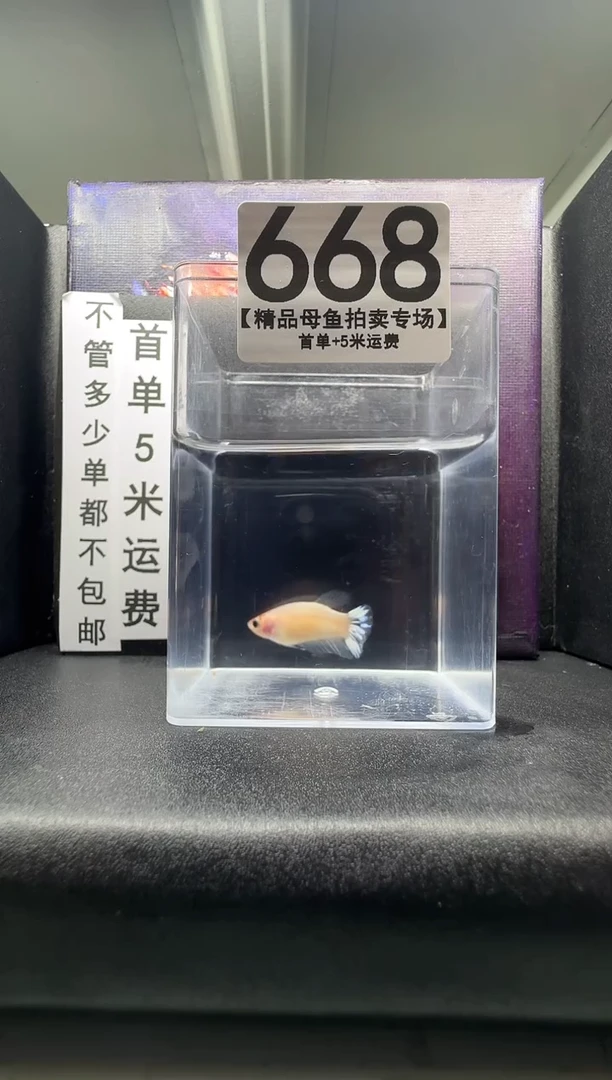 斗鱼母鱼编号：668