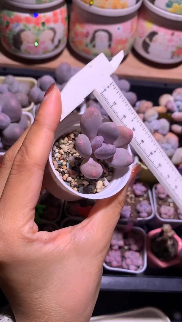 韩国彩虹奶酪多肉满28包邮不满发一个叶片到付