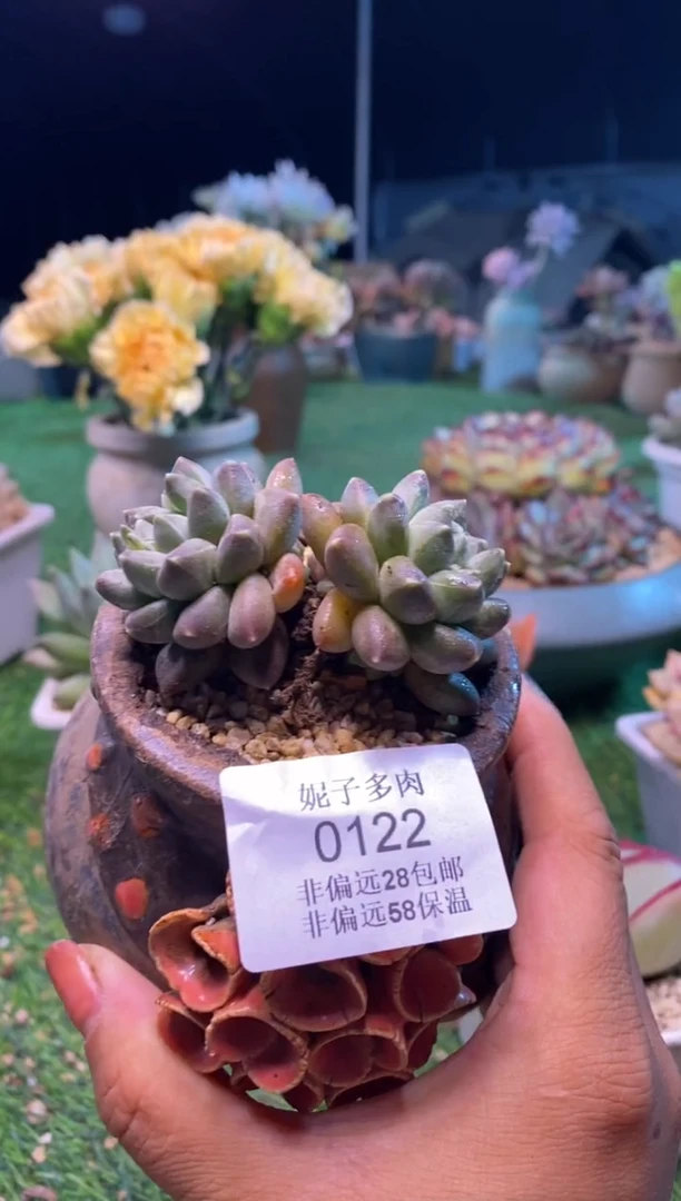 0122aa（满28包邮发货）