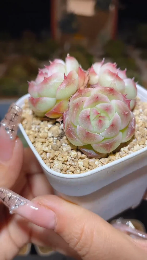 【闪购商品】158Y11白底