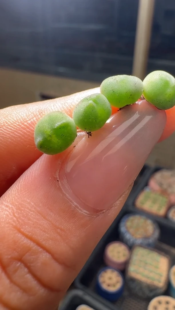 27-132多肉植物肉锥猫耳空蝉一颗
