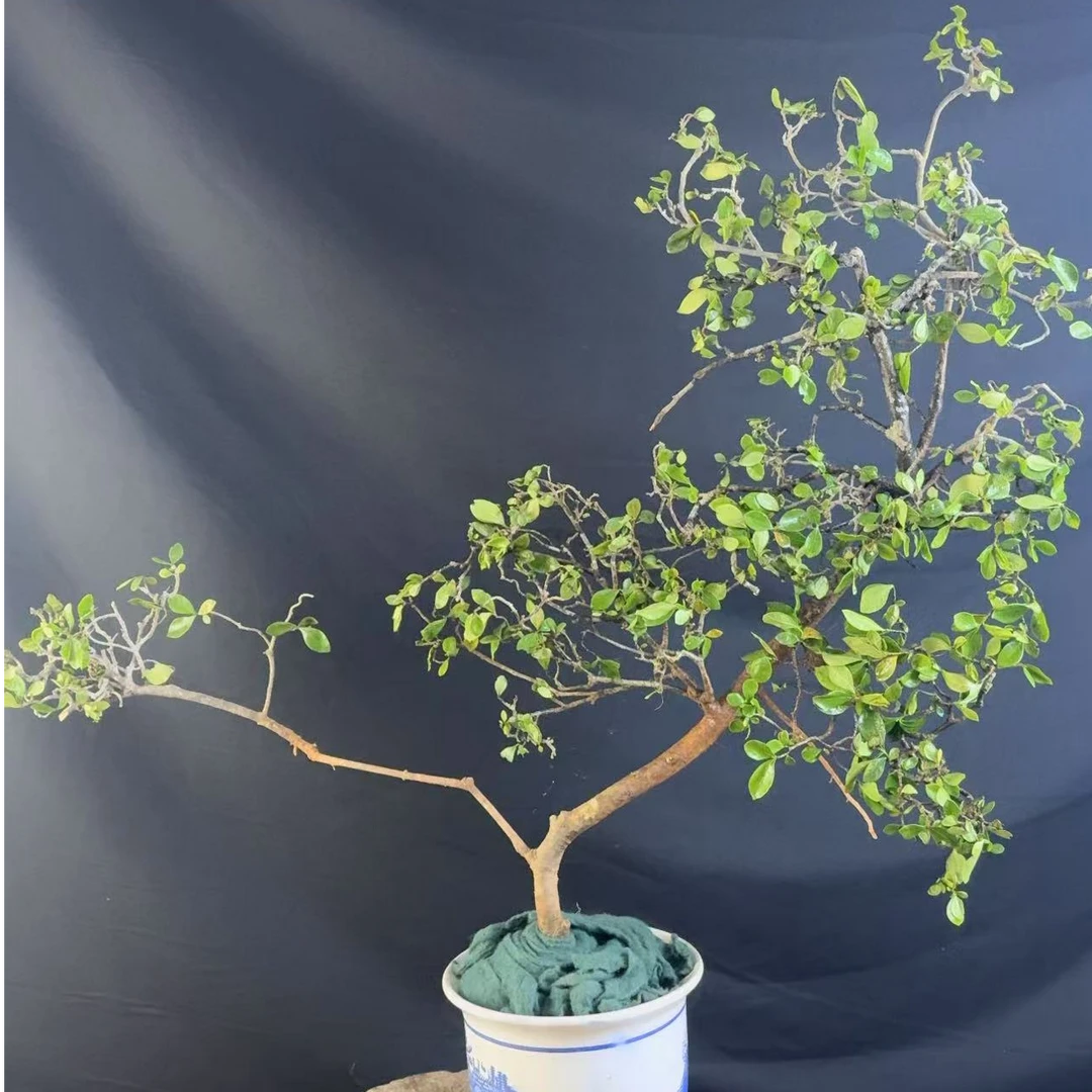 海岛春花,栀子花,石枫盆景直播一物一拍 对标价格拍下即可