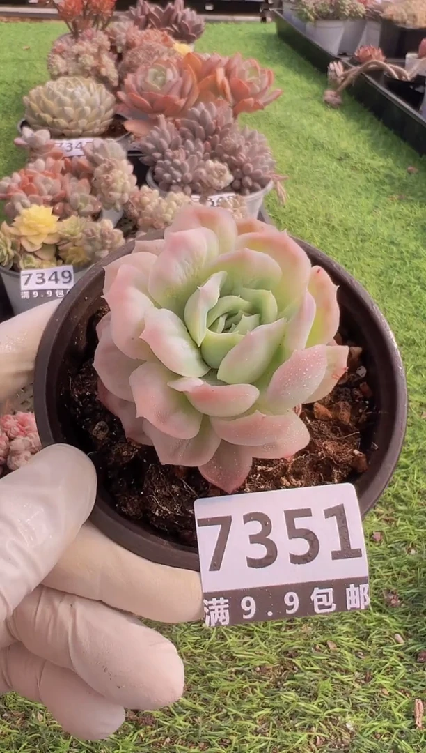 【闪购商品】信福多肉一物一拍