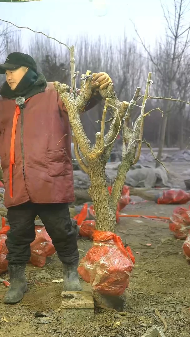 完全开放枣树1062