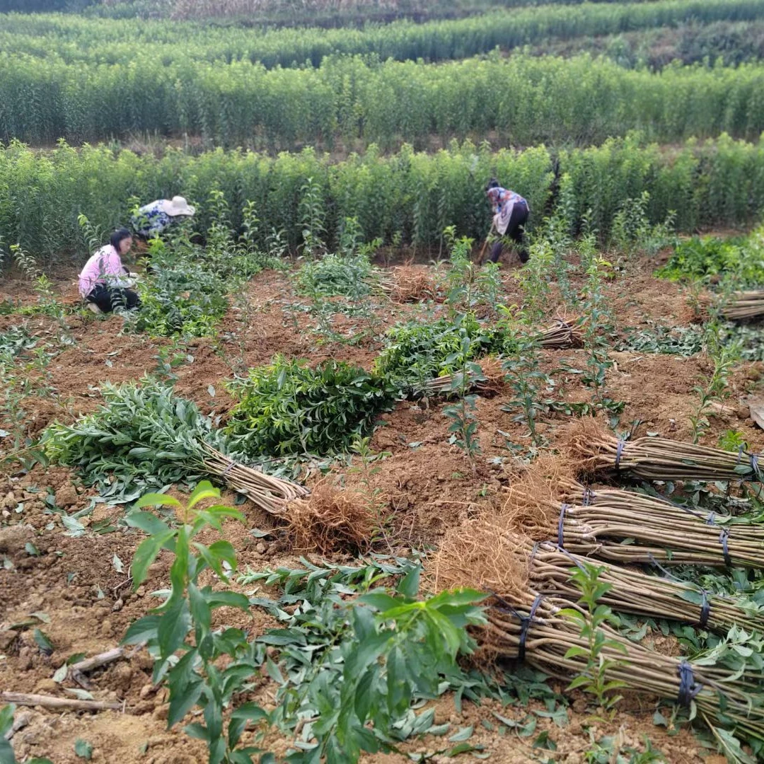 【一年苗批发】蜂糖李子树苗正宗六马发源地直系品种一代嫁接苗