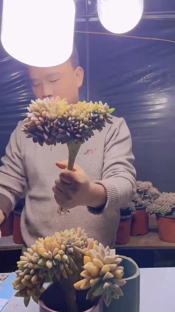 【闪购商品】缀化178