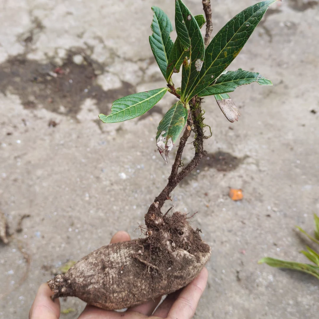 树萝卜五翅莓盆景绿植