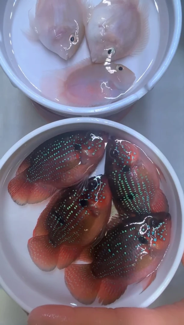 红宝石鱼红宝石球4条