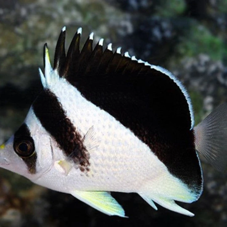 海水观赏鱼 波斯蝶
