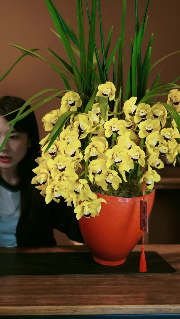 【闪购商品】盆景金玉满堂