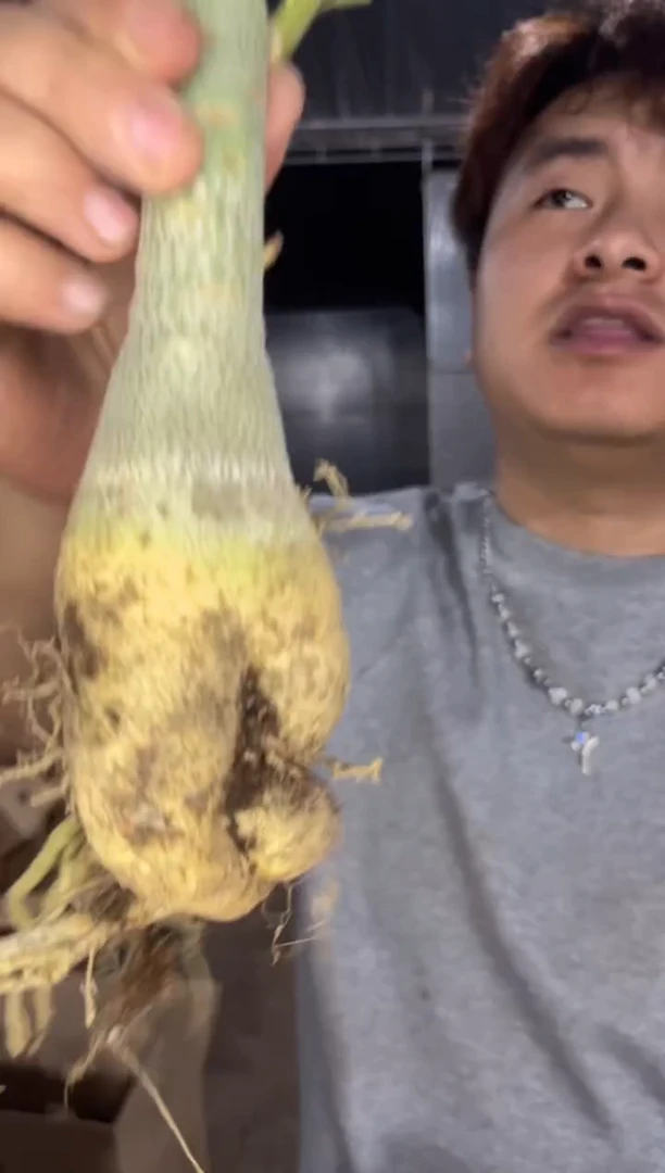 2颗 沙漠玫瑰【带根】