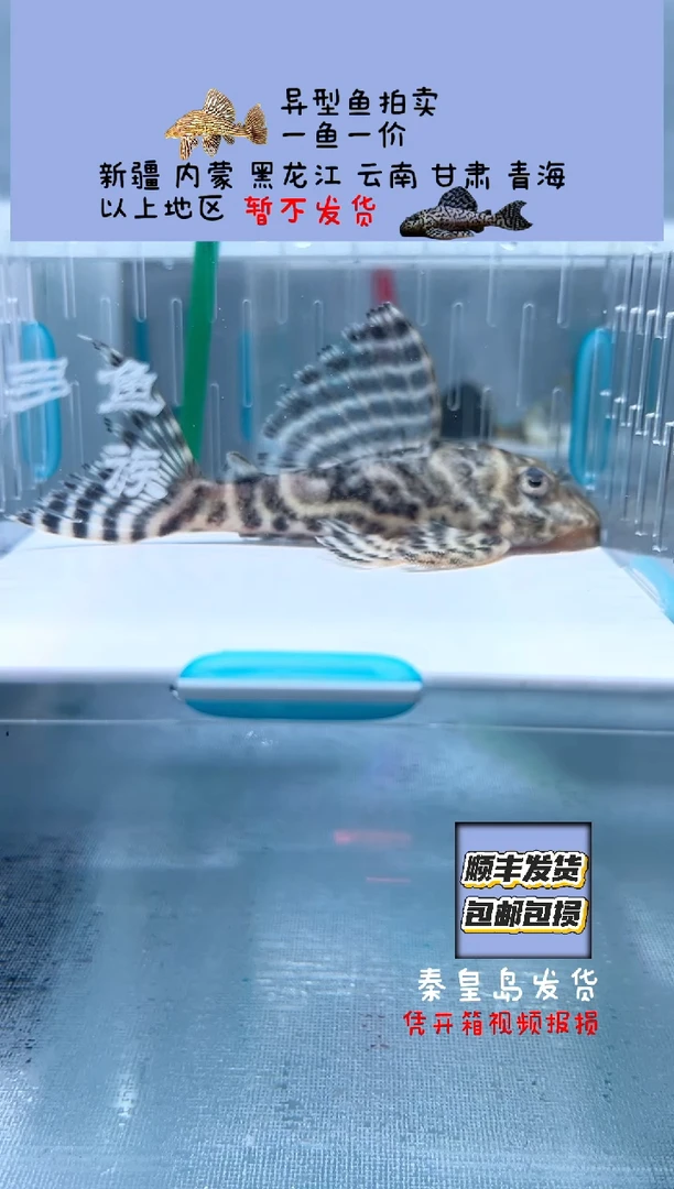 清道夫9不包入缸损63