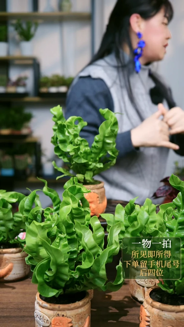 【闪购商品】3--火焰鸟巢蕨多肉盆6个