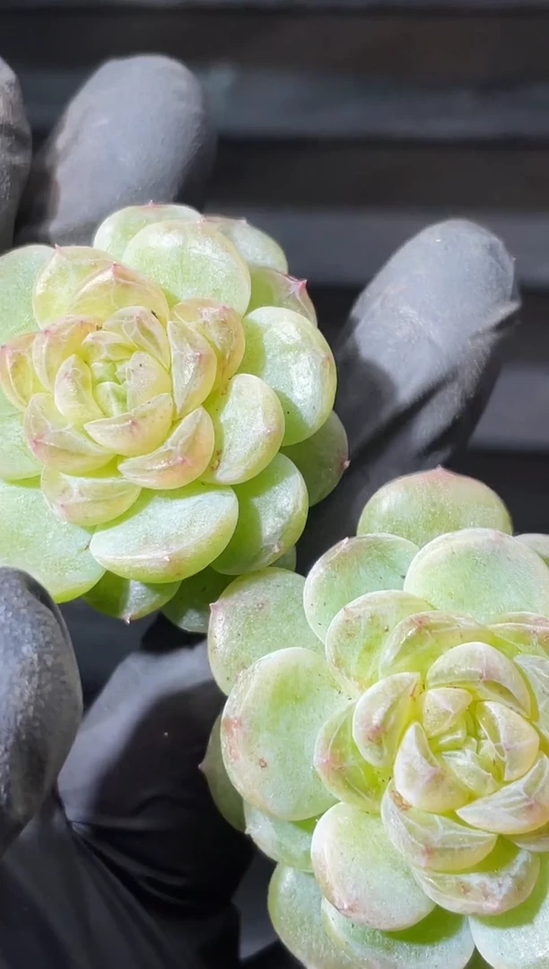 19-41 无冕系列3-4厘米量拍发一颗