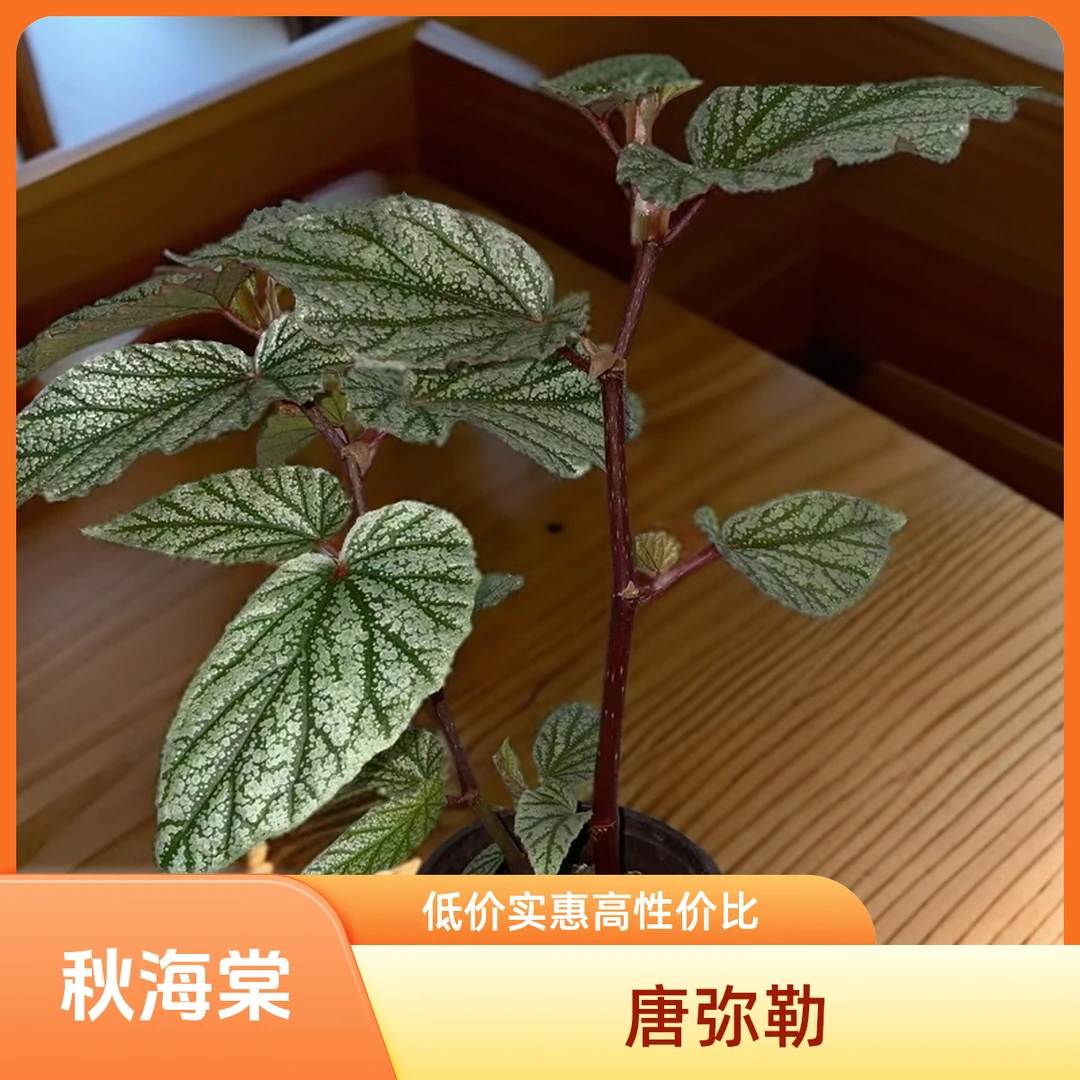 唐弥勒 秋海棠 一颗包邮无售后 完美主义者勿拍