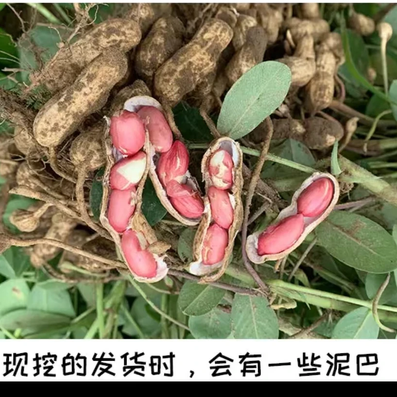 【津园生鲜】鲜花生、四粒红花生天津本地 现拔现发、带泥土3/5斤顺丰包邮