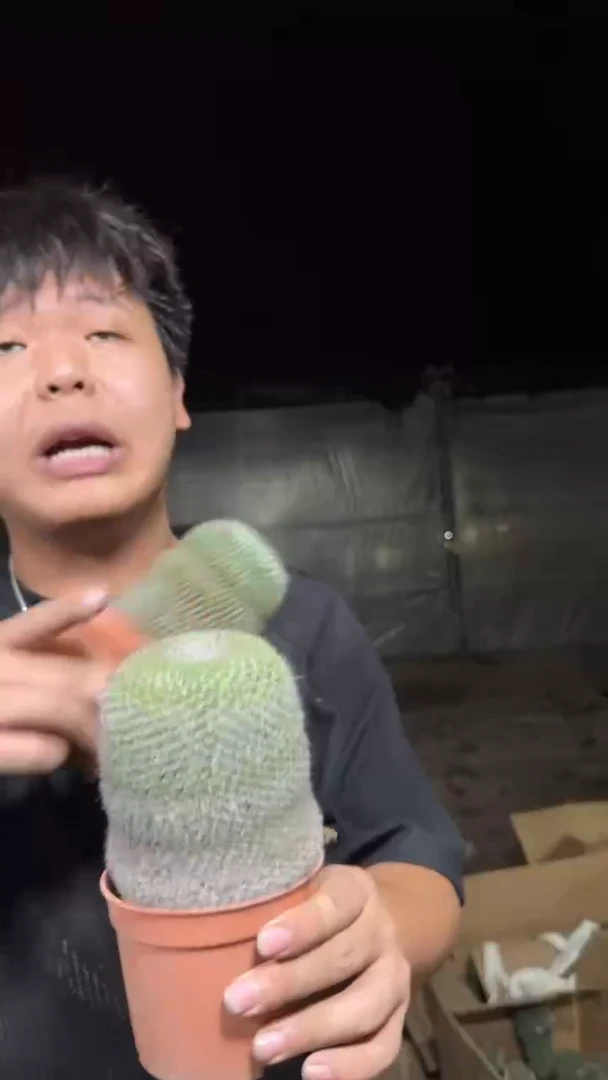 2颗 7-10cm 单头 玉翁 [实生根]