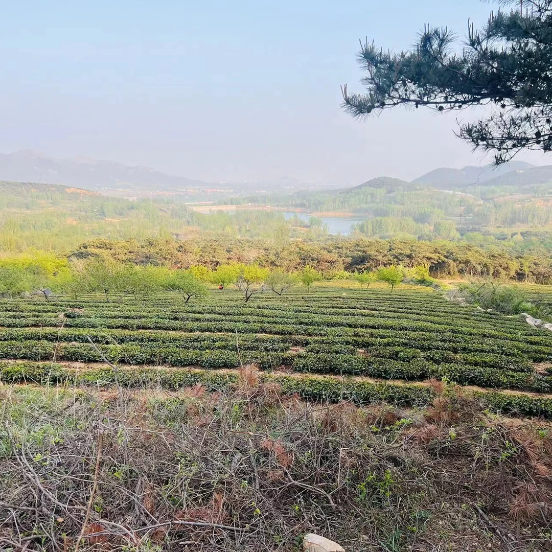 【鲁崬陽】日照绿茶2025年新茶晚秋茶十月初