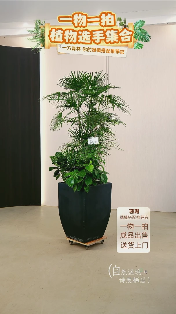 无花朵j****u杂木风组合盆栽-主枝火焰南天竹