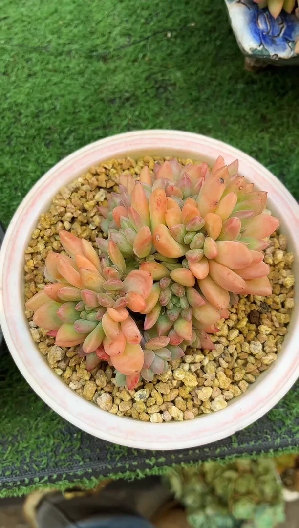 小贵妃美人  满20包邮发货