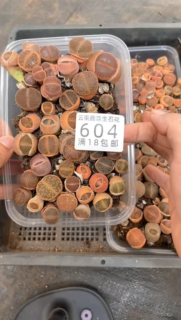 604特价日轮玉有瑕疵长腿发货1盒