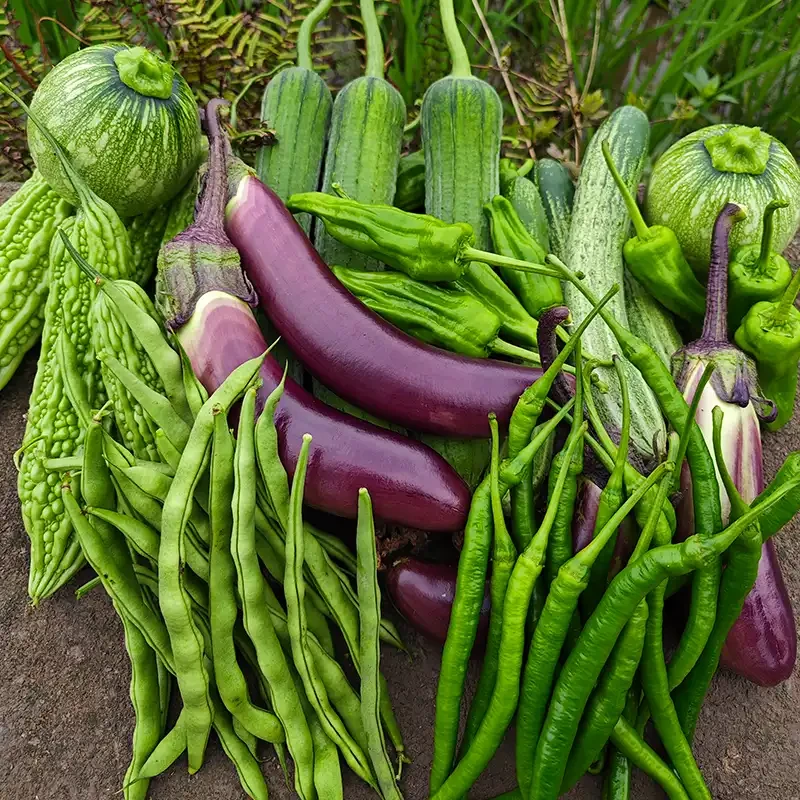 当季蔬菜新鲜，农户现场称重蔬菜
