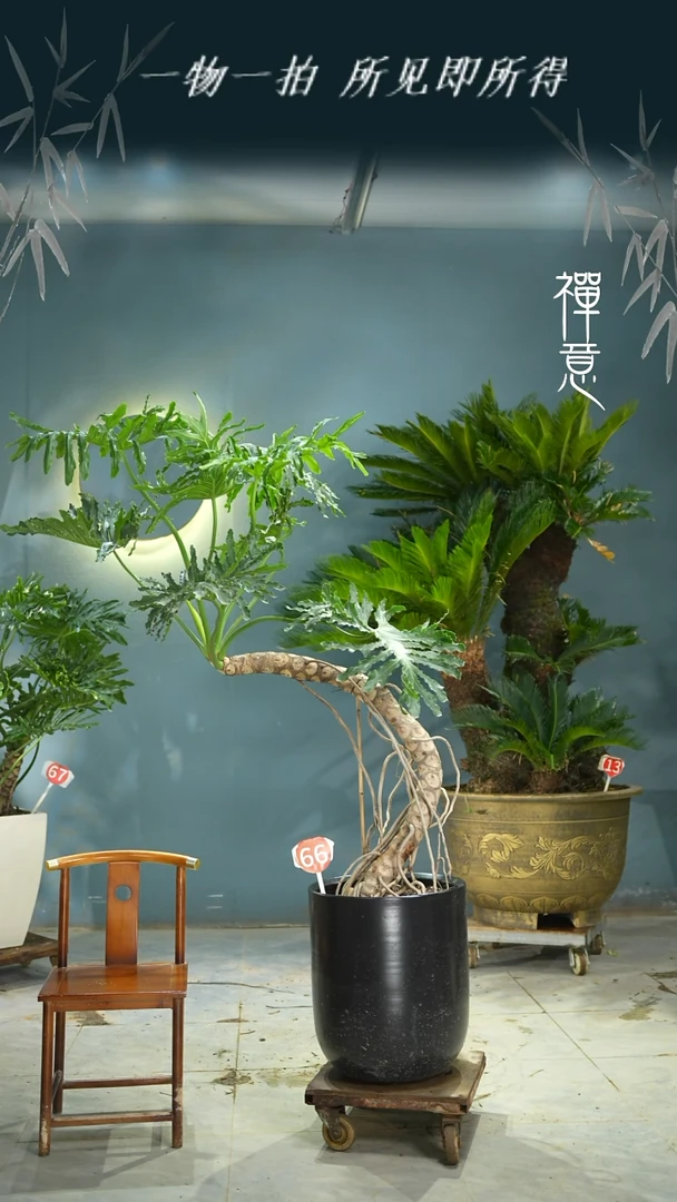 无花朵粉**生4565646546