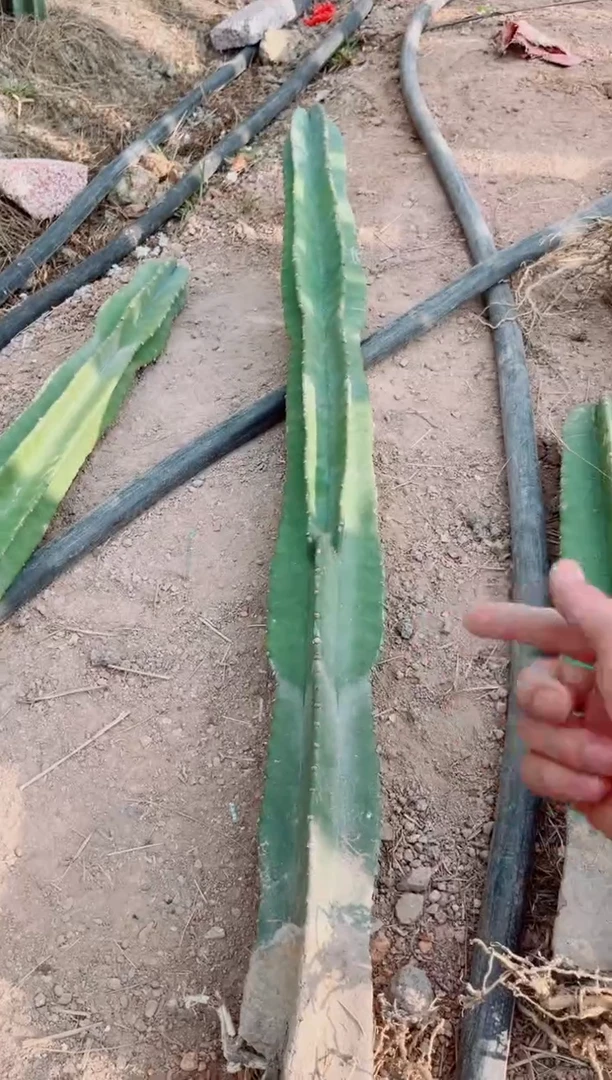 【闪购商品】【带根】80cm 量天尺