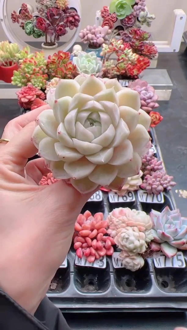 【闪购商品】白女王大单头