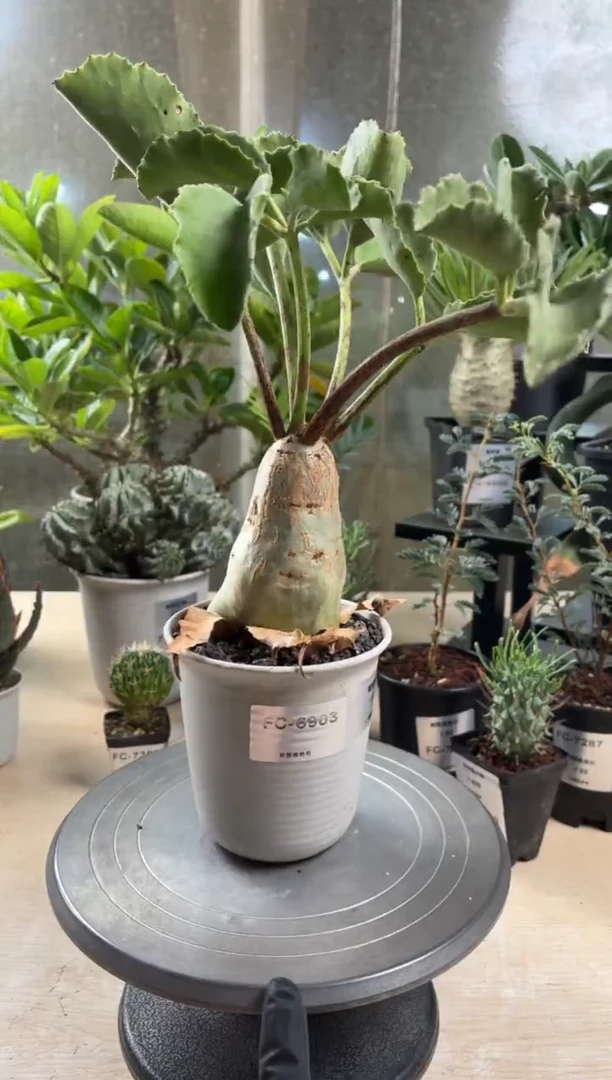 安哥拉葡萄翁FC-6903