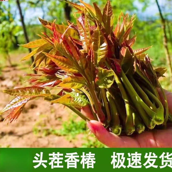 头茬香椿芽新鲜现摘现发嫩芽头鲜食露天野生红油香椿芽四季大棚
