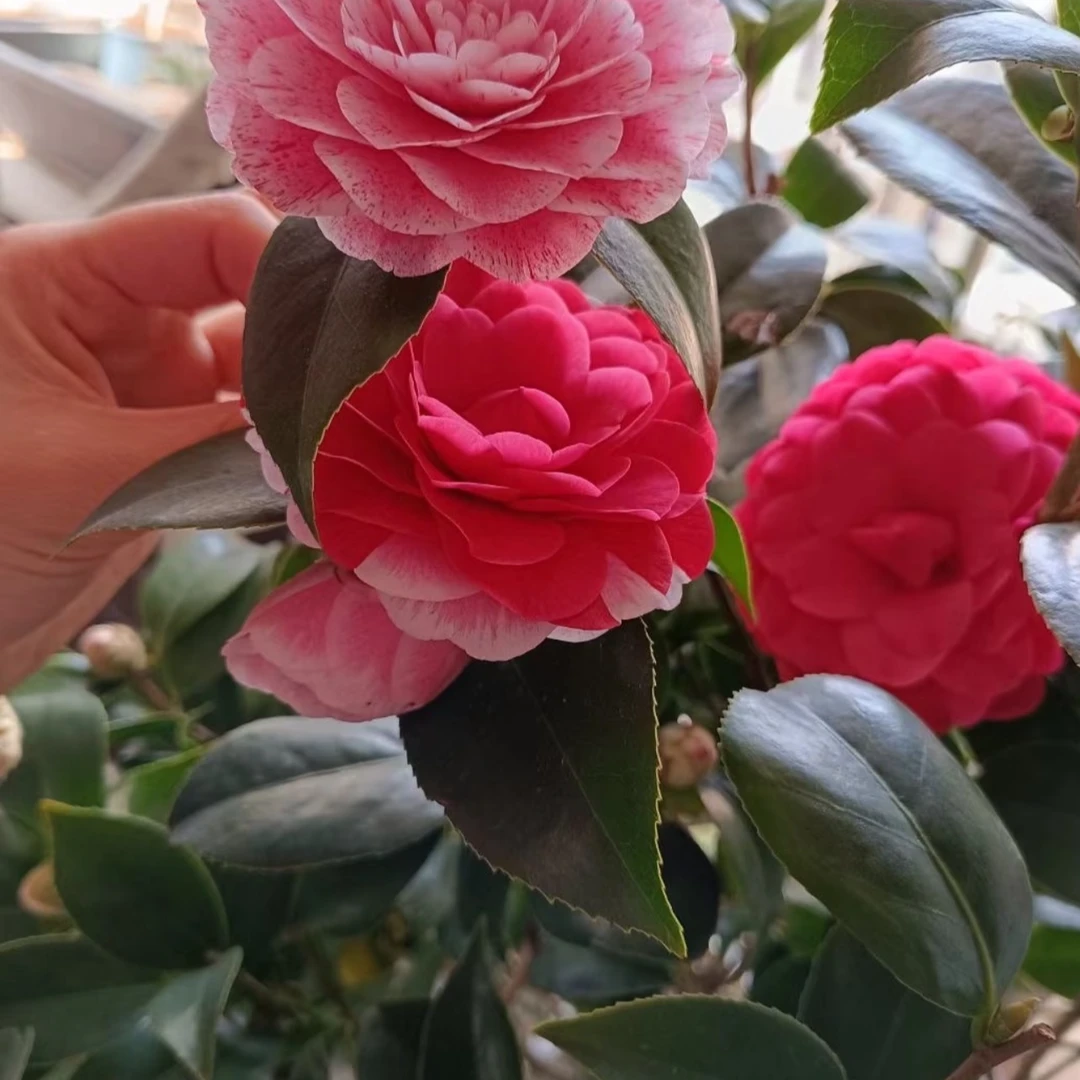 高80cm-1米】山茶花带花苞老桩开花花卉绿植山茶花