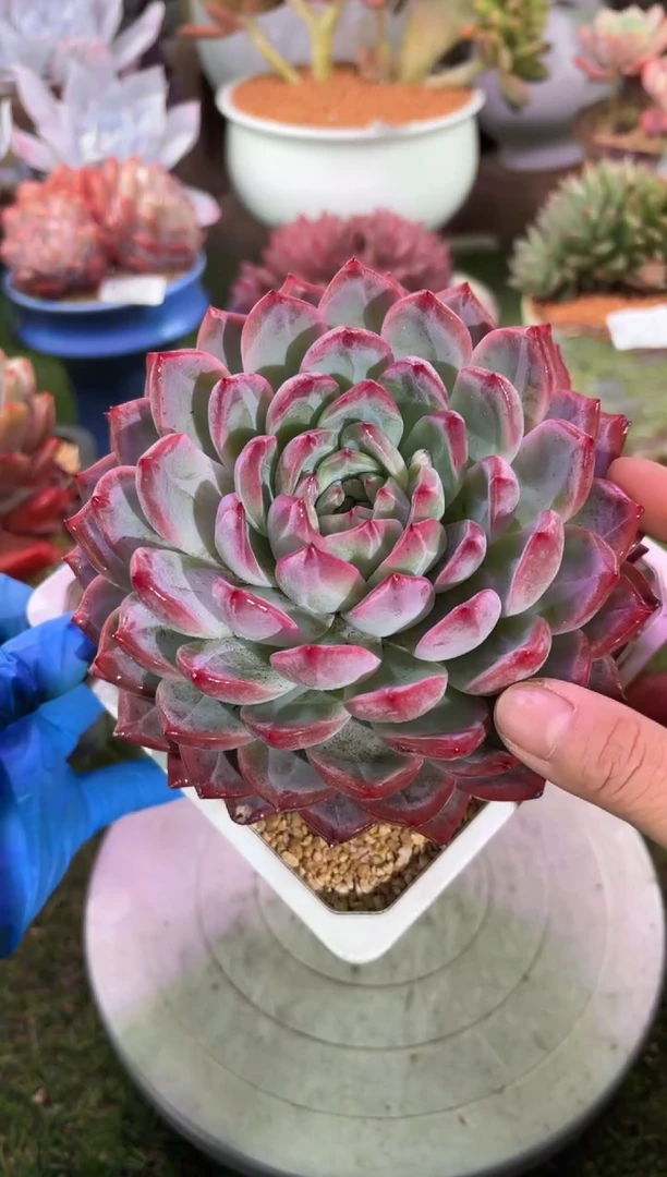 【闪购商品】11808