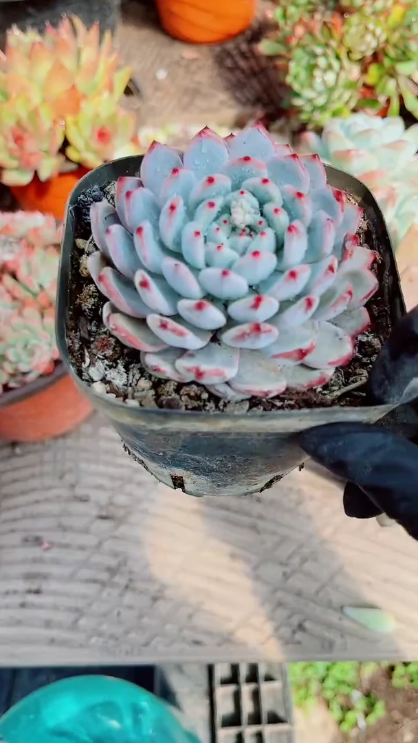 灯***珊跃跃多肉植物12041