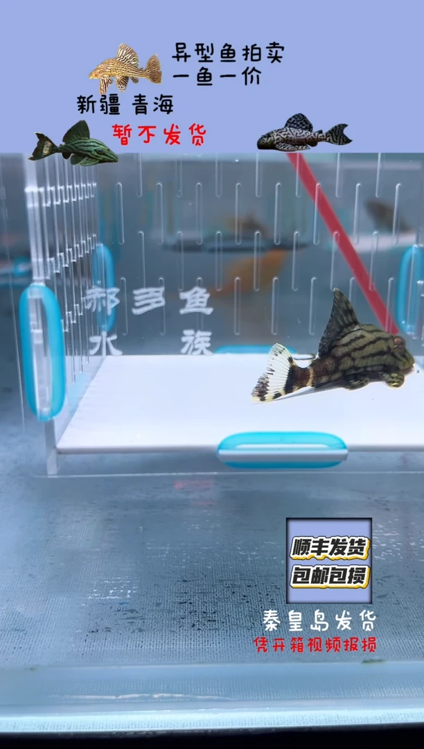 清道夫6.3不包入缸损11