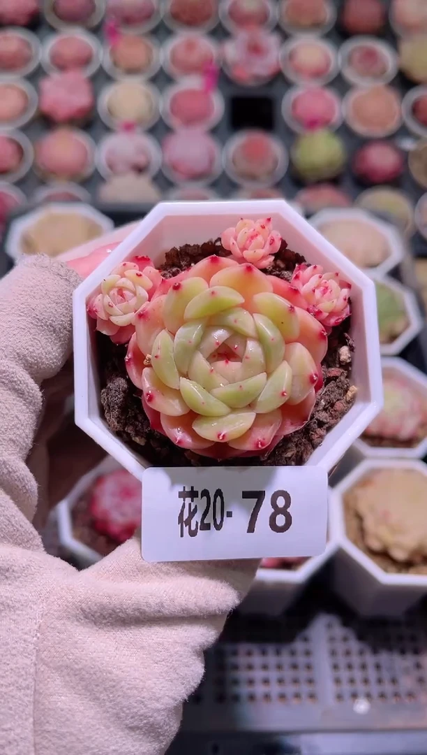 【闪购商品】20-78映月台